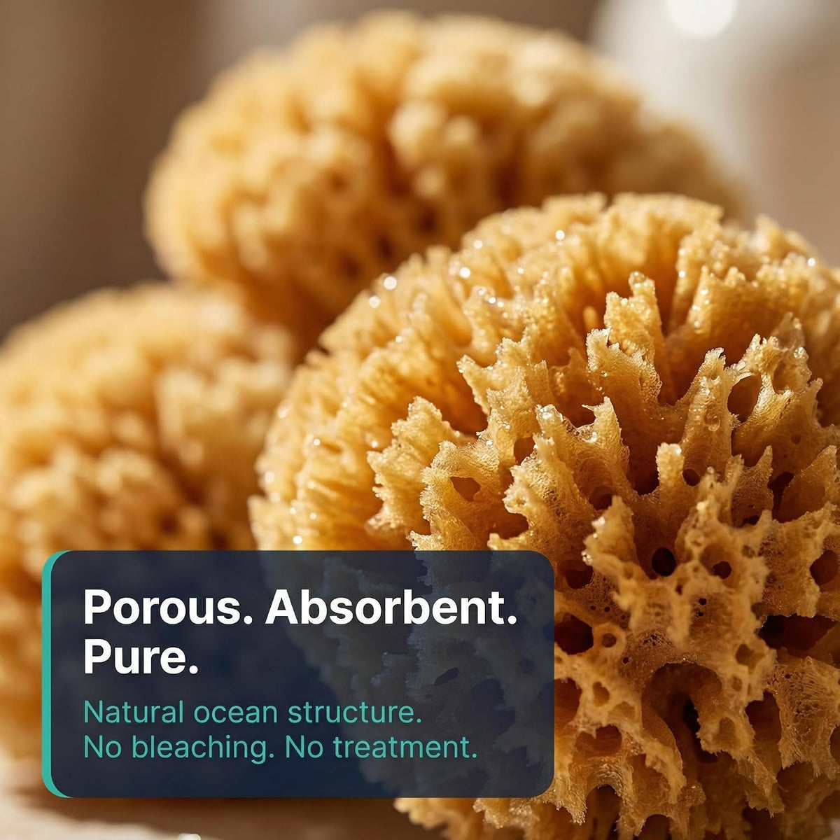 Natural Sea Sponges Hermit Crabs 5 Pack Unbleached - image 3