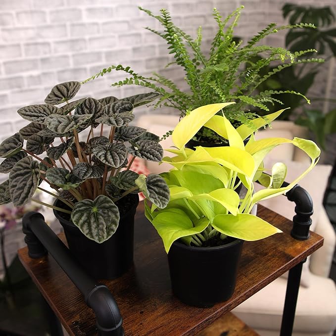 Essential Houseplant Collection (3PK) Live Plants Indoor Plants Live Houseplants in Plant Pots, Easy House Plants Indoors Live, Snake Plant, Pothos in Potting Soil, Clean Air Plants by Plants for Pets