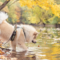 MADE TO ROAM Premium Explorer Harness - Y-Shaped Dog Harness with Adjustable Durable Nylon, Soft Padding, Metal Buckles and Leather Handle for Small, Medium, Large Dogs (New York Afterlight, Size 5)