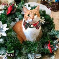 Two Christmas cat collars with bow ties and bells, red and green plaid - view 3