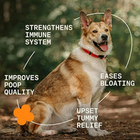 5-in-1 Dog Probiotic Powder – 100% Natural Gut Health Support with Prebiotics, Postbiotics & Enzymes – Crafted by Dog Nutritionist Kayla Kowalski, Made in USA – 30 Scoops
