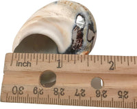 PEPPERLONELY 2 PC Hermit Crab Shells, Turbo Shells - 28#. African Sarmaticus Turbo Shell 2 Inch - image 3