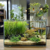 3 Gallon Glass Fish Tank, Easy to Maintain Small Aquarium for Betta/Goldfish/Snails/Shrimp and Aquatic Planting.