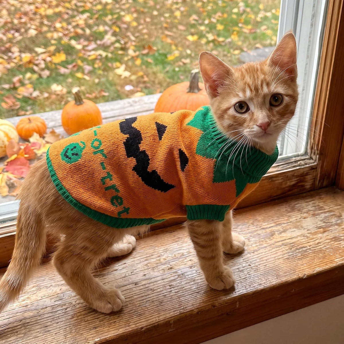 2 pack pet Halloween sweaters in orange pumpkin and black skull designs for cats and small dogs - view 4