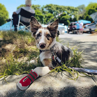 QUMY Dog Shoes for Large Medium Dog Boots & Paw Protectors for Hot - Red / Size 5: 2.4''x2.8''(W*L) for 40-55 lbs - image 3
