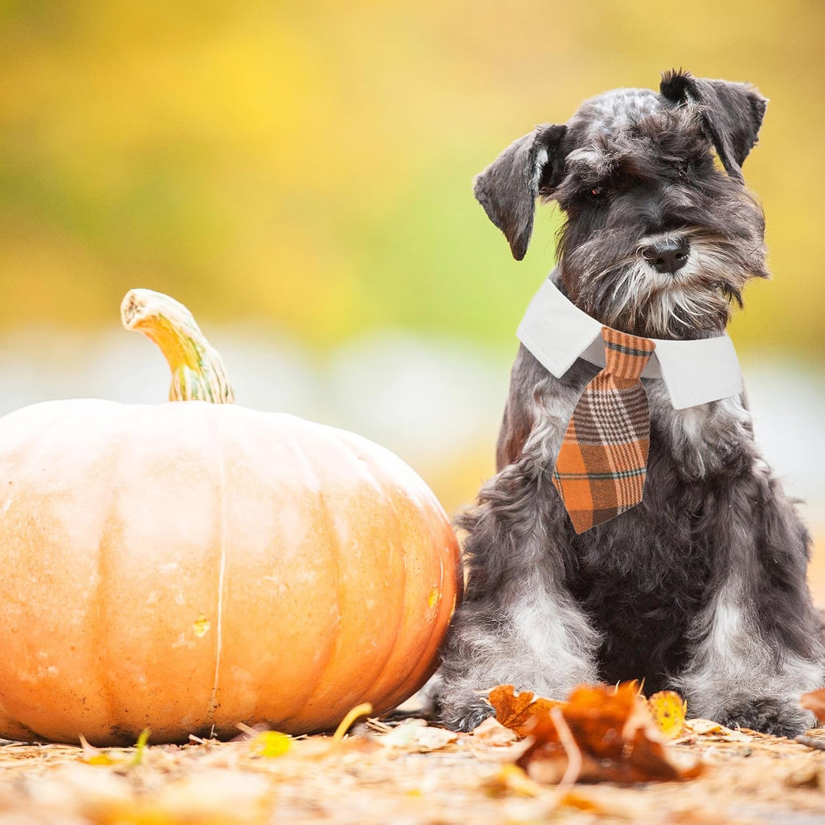 ADOGGYGO Fall Dog Neck Tie - Medium / Orange - image 2