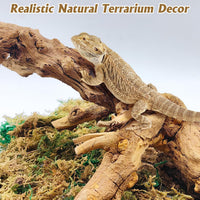 VCEPJH Snake Climbing Branch - Pomegranate Wood (L:13.7"-15.7"-2pcs) / 2 - image 3
