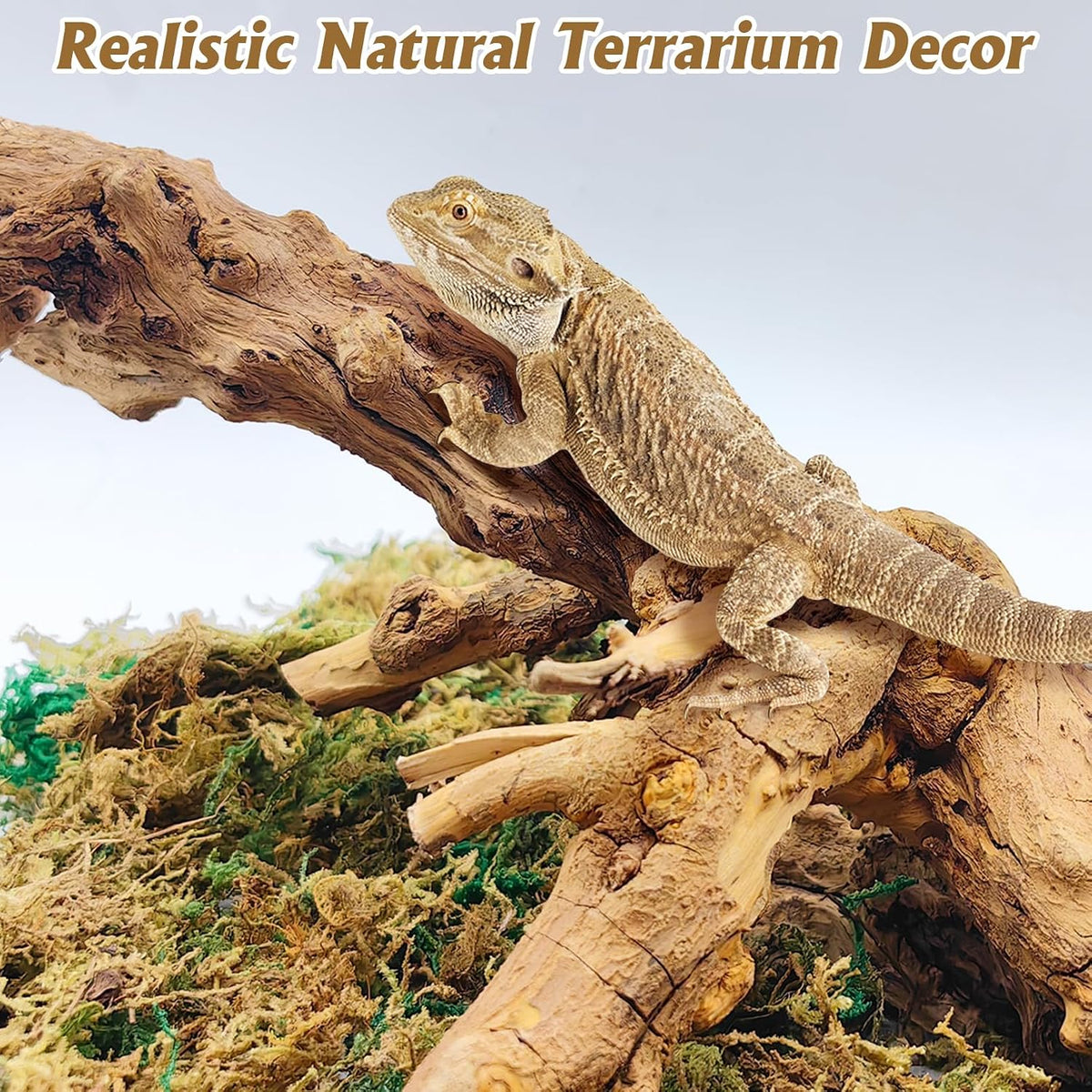 VCEPJH Snake Climbing Branch - Pomegranate Wood (L:13.7"-15.7"-2pcs) / 2 - image 3