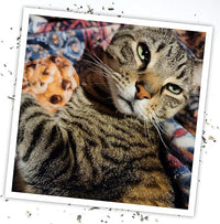 Meowijuana Get Baked Bundle | Get Baked Cookie Refillable Toy, King Size Catnip Joints, and Kalico | Hand Harvested and Rolled Dried High Potency Catnip | Grown in North America