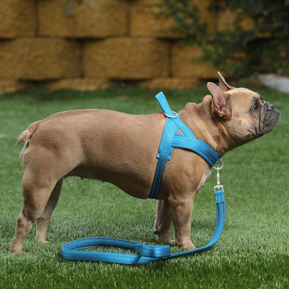 Plutus Pet No Pull Dog Harness with Front Clip - L: chest 25.2"-32.3" / Cyan - image 2