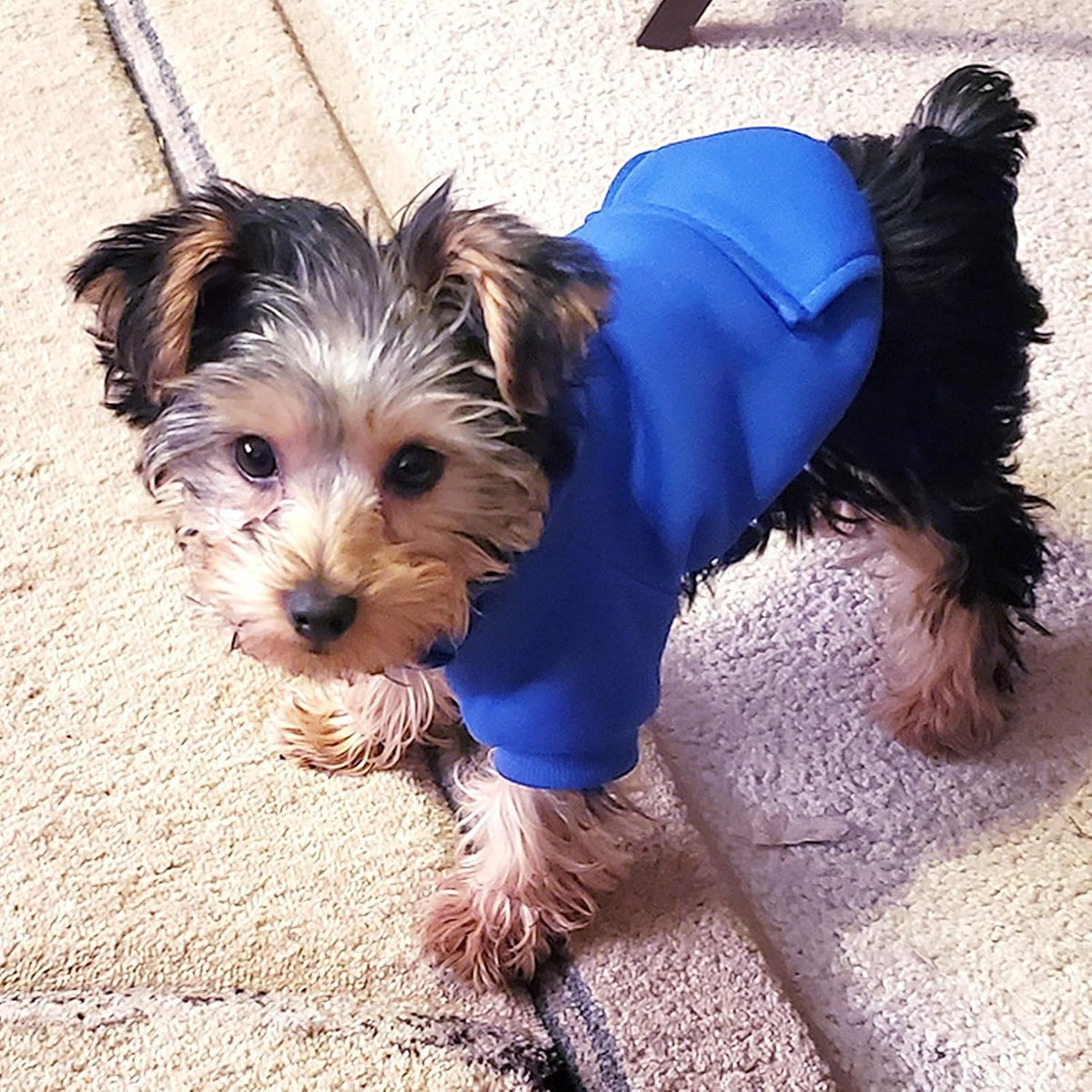 Soft Dog Hoodies for Small Dogs - Dark Blue / X-Small - image 3