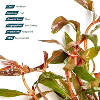 Live Plants - Alternanthera reineckii ‘Mini’ - Bright Red to Pink Foreground Stem Plant for High Light, CO₂ Aquascaping, Compact Growth Red, Pink, Purple Accent - Lead Bunch