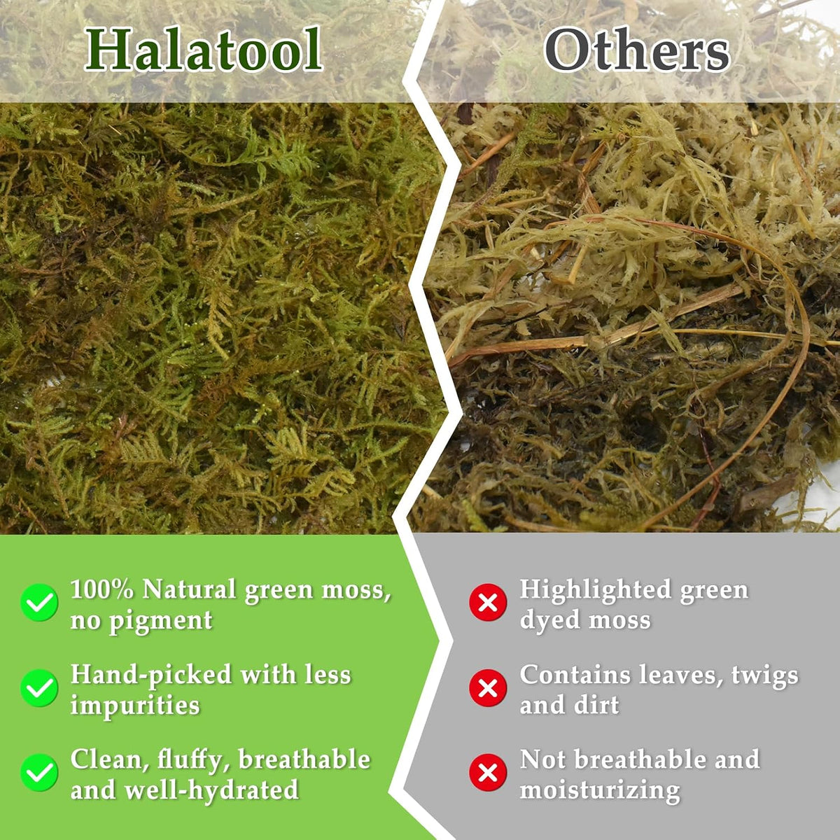 9 OZ Sphagnum Moss for Reptiles, Green Terrarium Moss - 9OZ - image 4