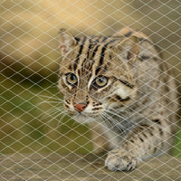 Cat Netting Balcony, UV & Weather-Resistant Cat Balcony Safety Net, Transparent Nylon Pet Mesh - Transparent 10x13ft