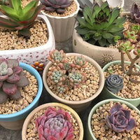 2 lbs Maifanitum Stones for Succulent,1/4 Inch Decorative Rocks for Indoor Plants, Bonsai, Soil Cover. Small Stone of Lightweight for Promote Soil Root Growth, Water Drainage and Plant Growth