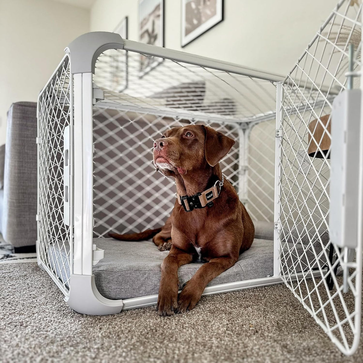 Diggs Evolv Modular Dog Crate for Dogs 16-18" Tall - Intermediate (38.1"L x 24.9"W x 25.6"H) / Ash - image 4
