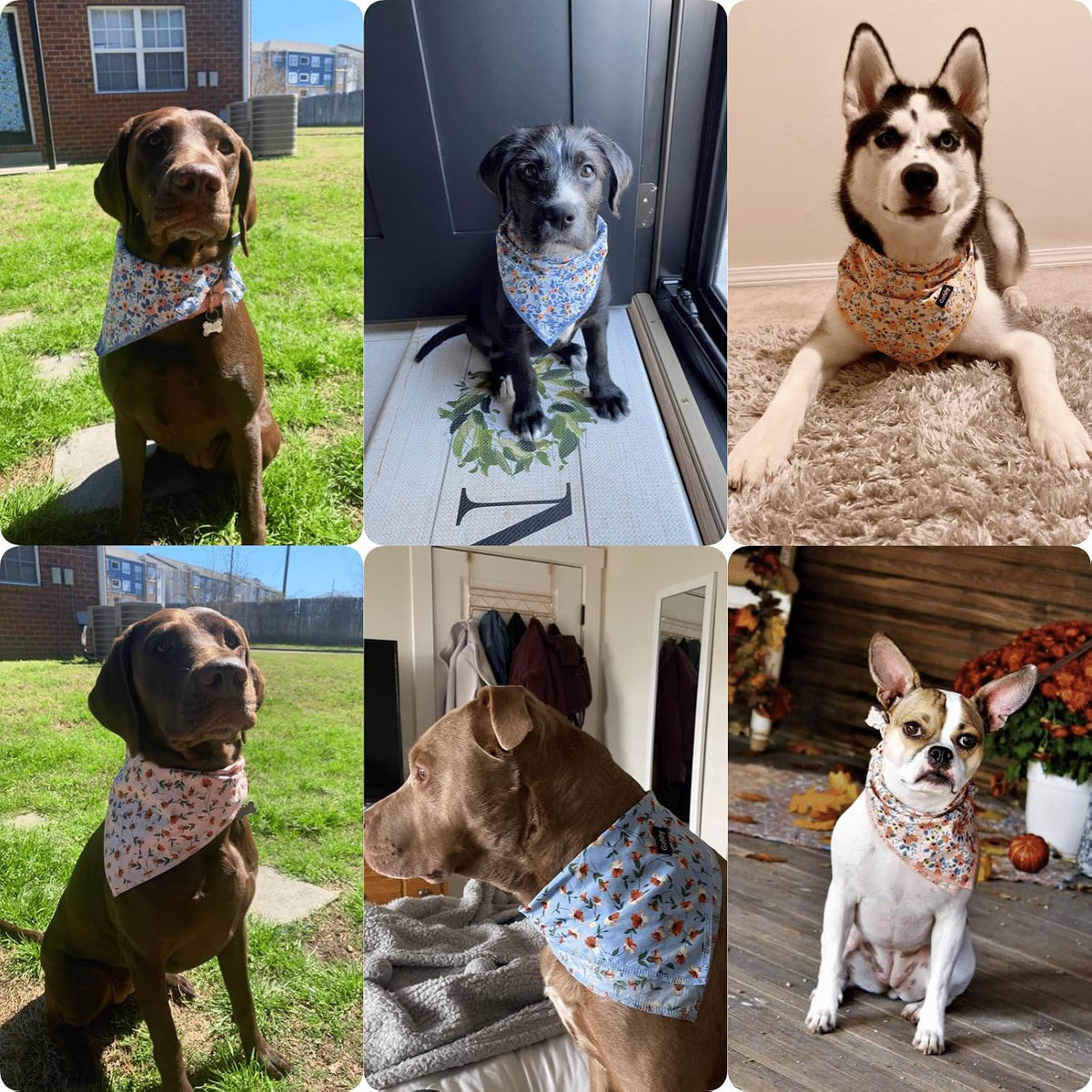Dog Bandanas Spring Cotton Large 4PCS - X-Large - image 3