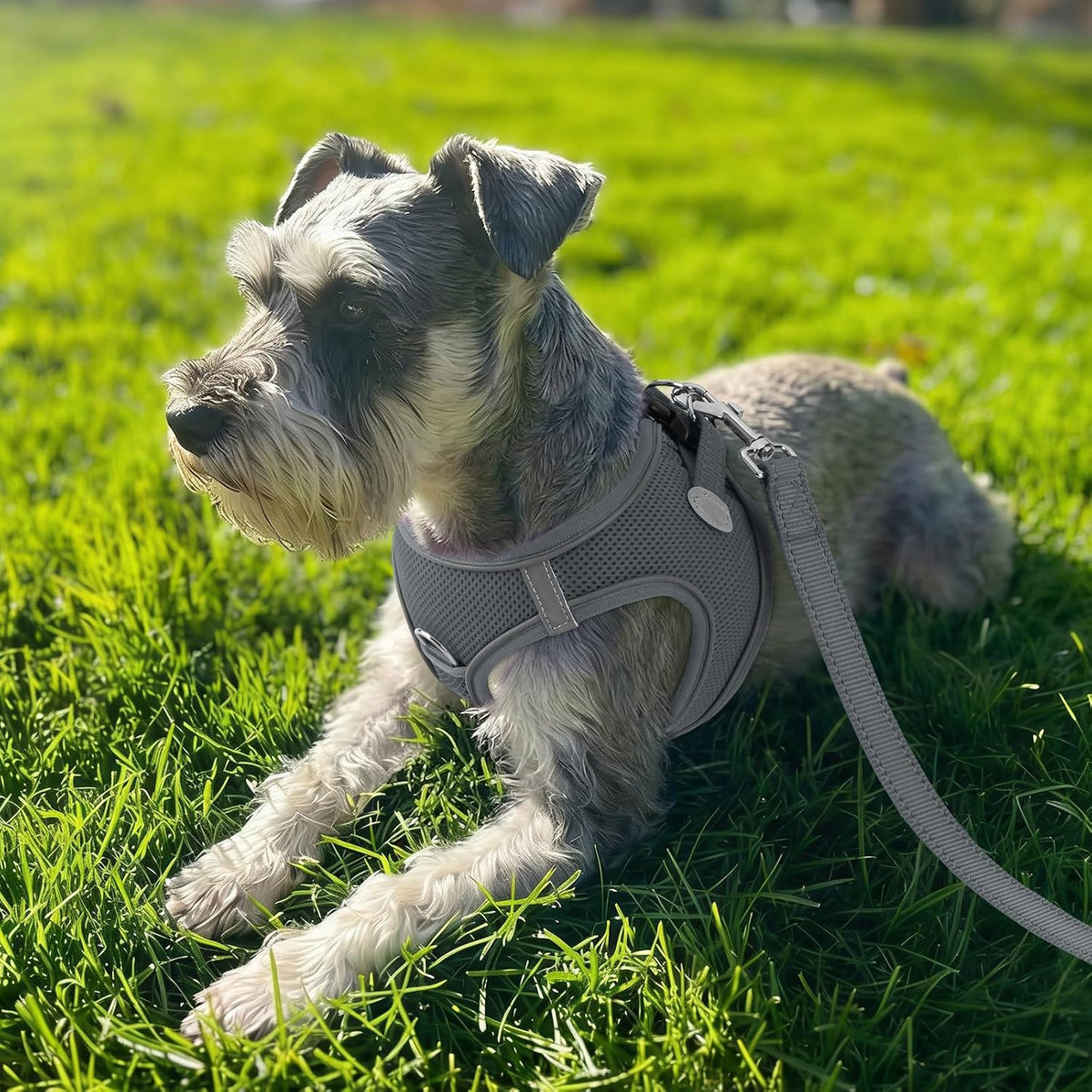 Joytale Step-in Dog Harness, Soft Breathable Mesh, Black S – Essentials for Dogs - XL--Chest: 21.5-24'' / Gray - image 2