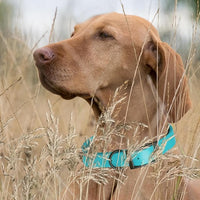 Dogline Biothane Waterproof Dog Collar Strong Coated Nylon Webbing with Black Hardware Odor- Proof for Easy Care Easy to Clean High Performance Fits Small Medium or Large Dogs, Sky Blue