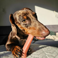 Nylabone Power Chew Original Bone Dog Chew Toys - Bacon / Medium - image 2