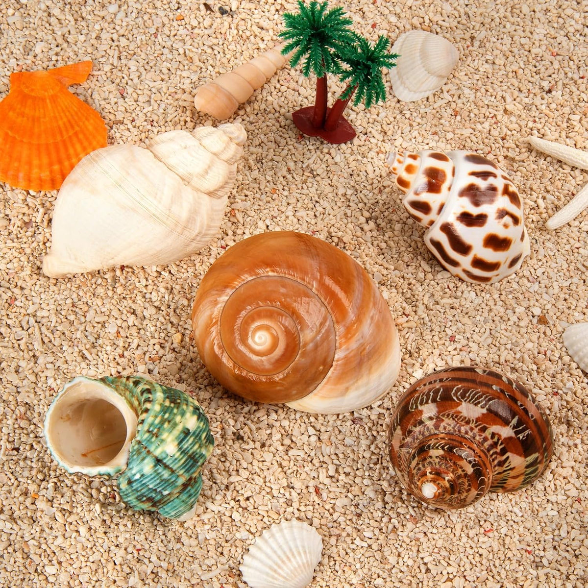 5PCS Hermit Crab Shells Medium to Large 2.8"-4" Shells - image 2