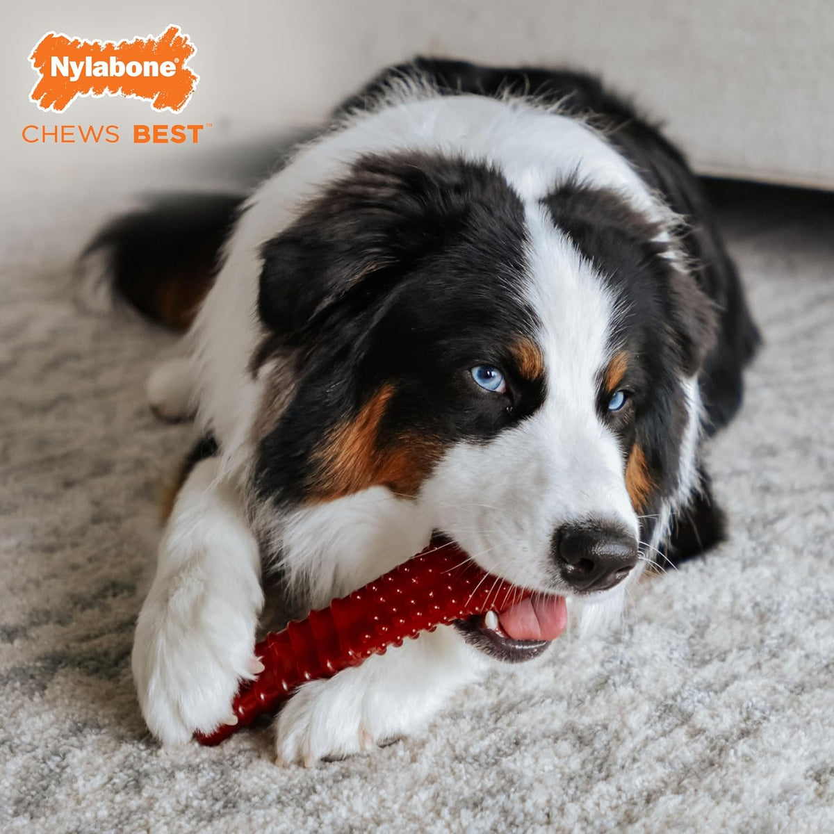 Nylabone Power Chew Basted Blast Dog Chew Toy - Bacon & Steak / X-Large (Pack of 6) - image 3