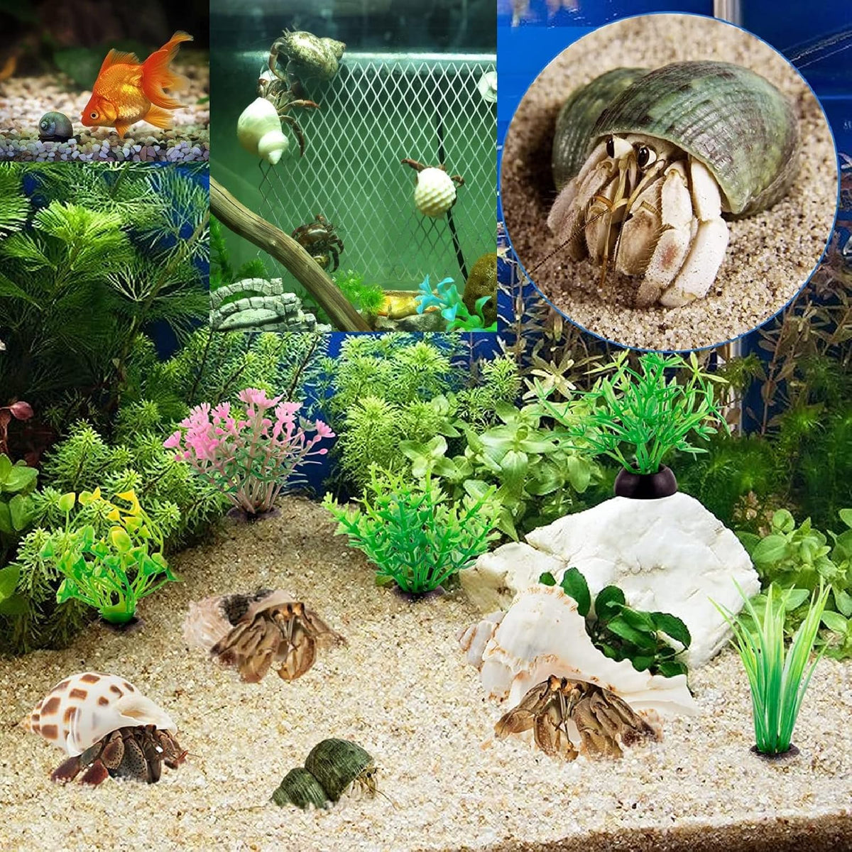 QICQDRAM 15PCS Hermit Crab Turbo Shells Natural Mixed Seashells - image 4