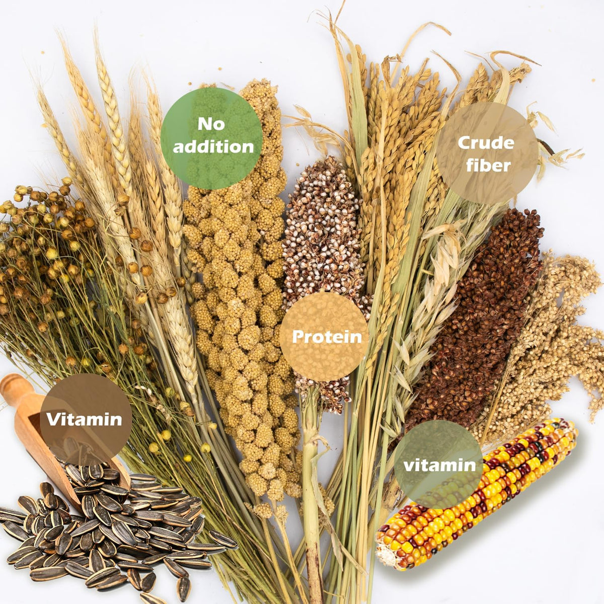 Natural Ear of Grain Flower&Herb Bedding Mate Habitat Decor - Miscellaneous grain crops - image 3