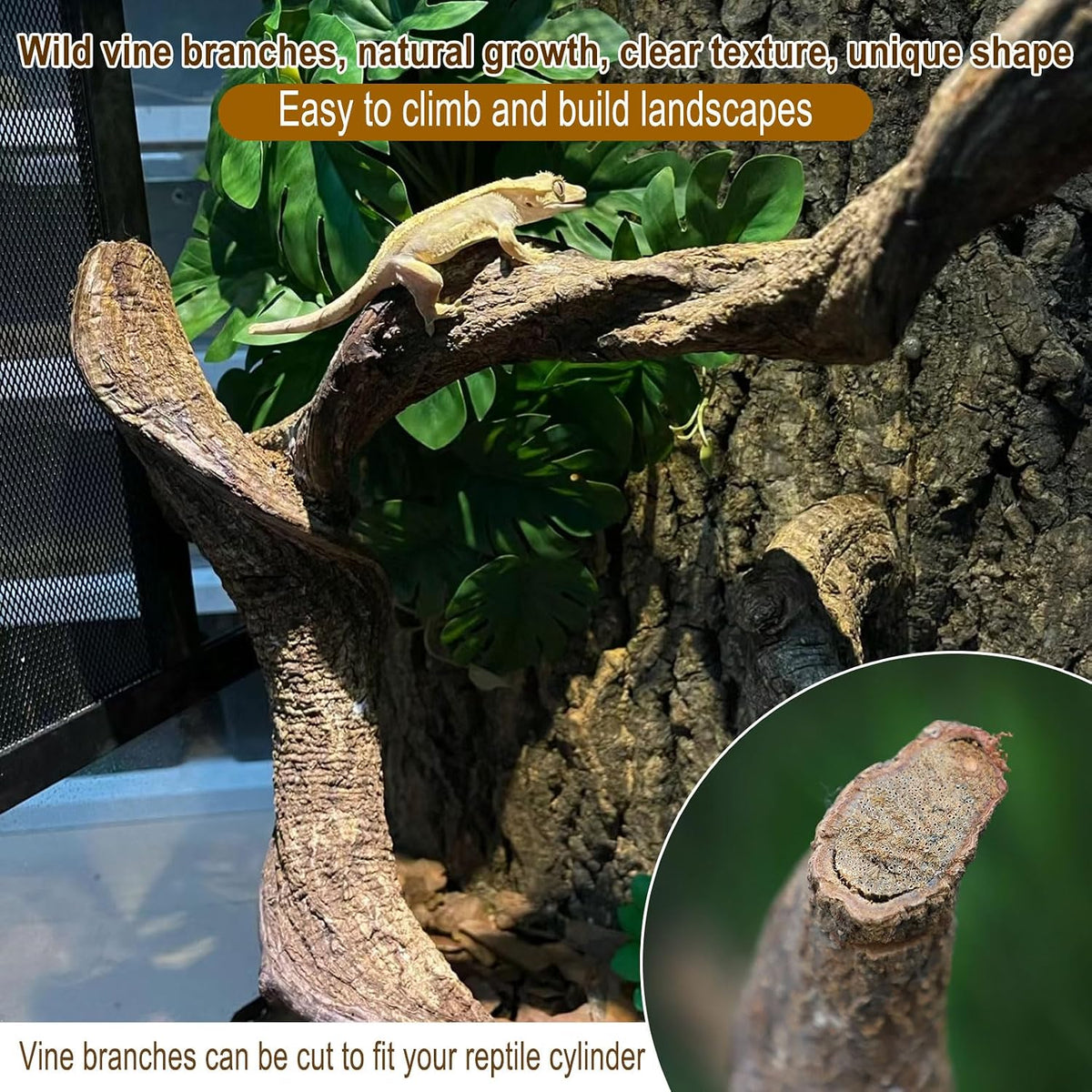Reptile Decor 3PCS Natural Forest Branch Terrarium Habitat Decoration - XL: 6PCS (16IN) - image 4