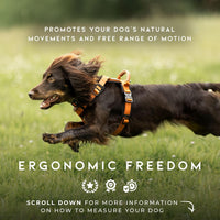 MADE TO ROAM Premium Explorer Harness - Michigan Autumn / Size 4 - image 3