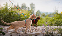 pidan Cat Harness and Leash Set - Multicolor / M - image 4