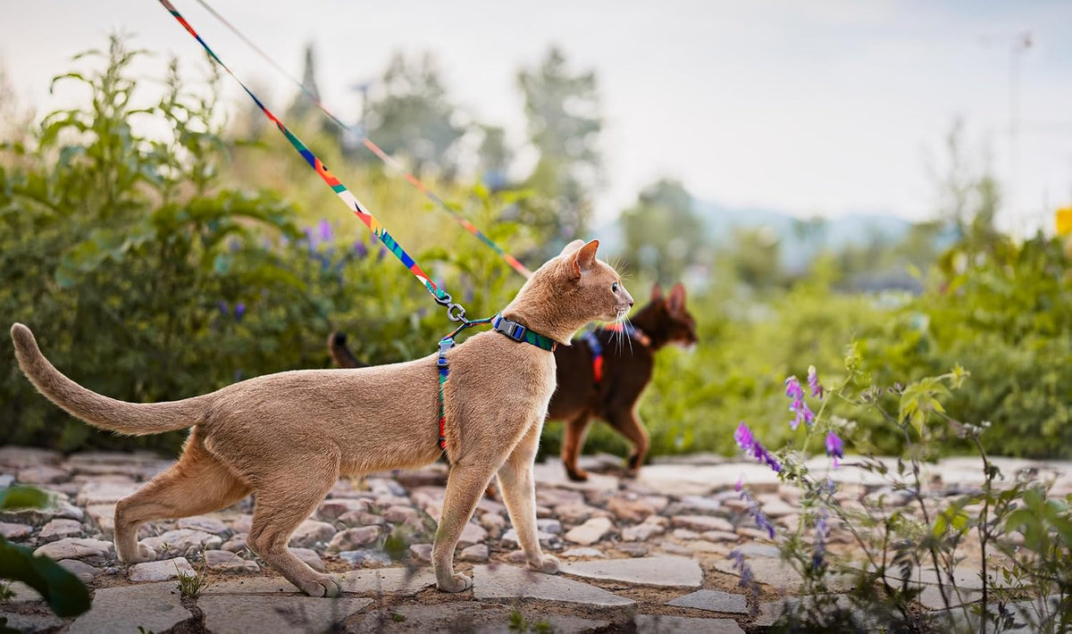 pidan Cat Harness and Leash Set - Multicolor / M - image 4