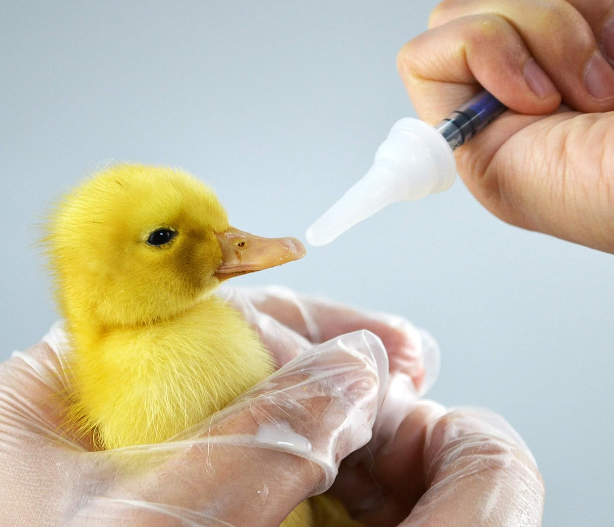 Pet nursing bottle kit with 60 ml bottle, silicone nipples and syringes - view 3