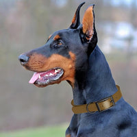 Dogline Biothane Waterproof Dog Collar Strong Coated Nylon Webbing with Black Hardware Odor- Proof for Easy Care Easy to Clean High Performance Fits Small Medium or Large Dogs, Coyote Brown
