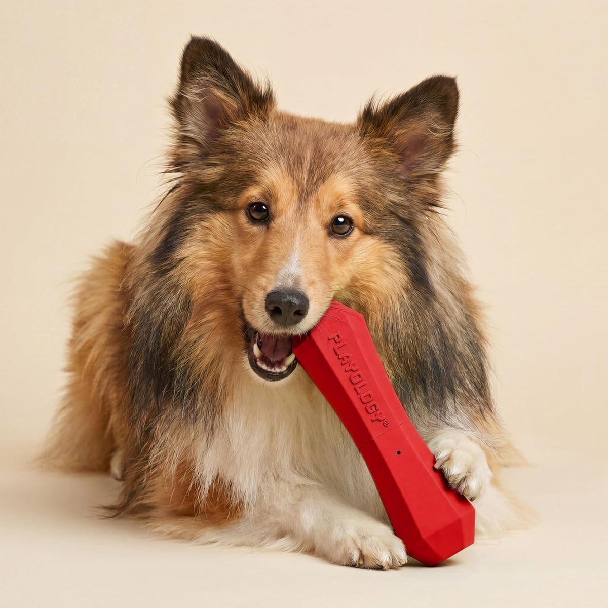 Playology Squeaky Chew Stick Scented Dog Toy - Medium (VALUE 2-Pack) / Beef - image 3