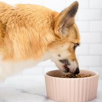 Waggo Ripple Ceramic Dog Bowl for Medium and Large Breeds - Modern with Matte Finish, Heavyweight Durable Pet Food and Water Dish Crock, Dishwasher Safe(Medium, Rose)