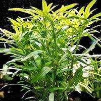 Pogostemon Octopus Potted Live Aquarium Plant Tropical Freshwater Decorations BUY2GET1FREE