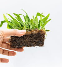 Java Fern Live Aquarium Plants – Windelov, Narrow Leaf & More– Easy Aquascaping Plants for Freshwater Tanks, Low Light, No CO₂ (Java Fern Narrow Leaf Mat)