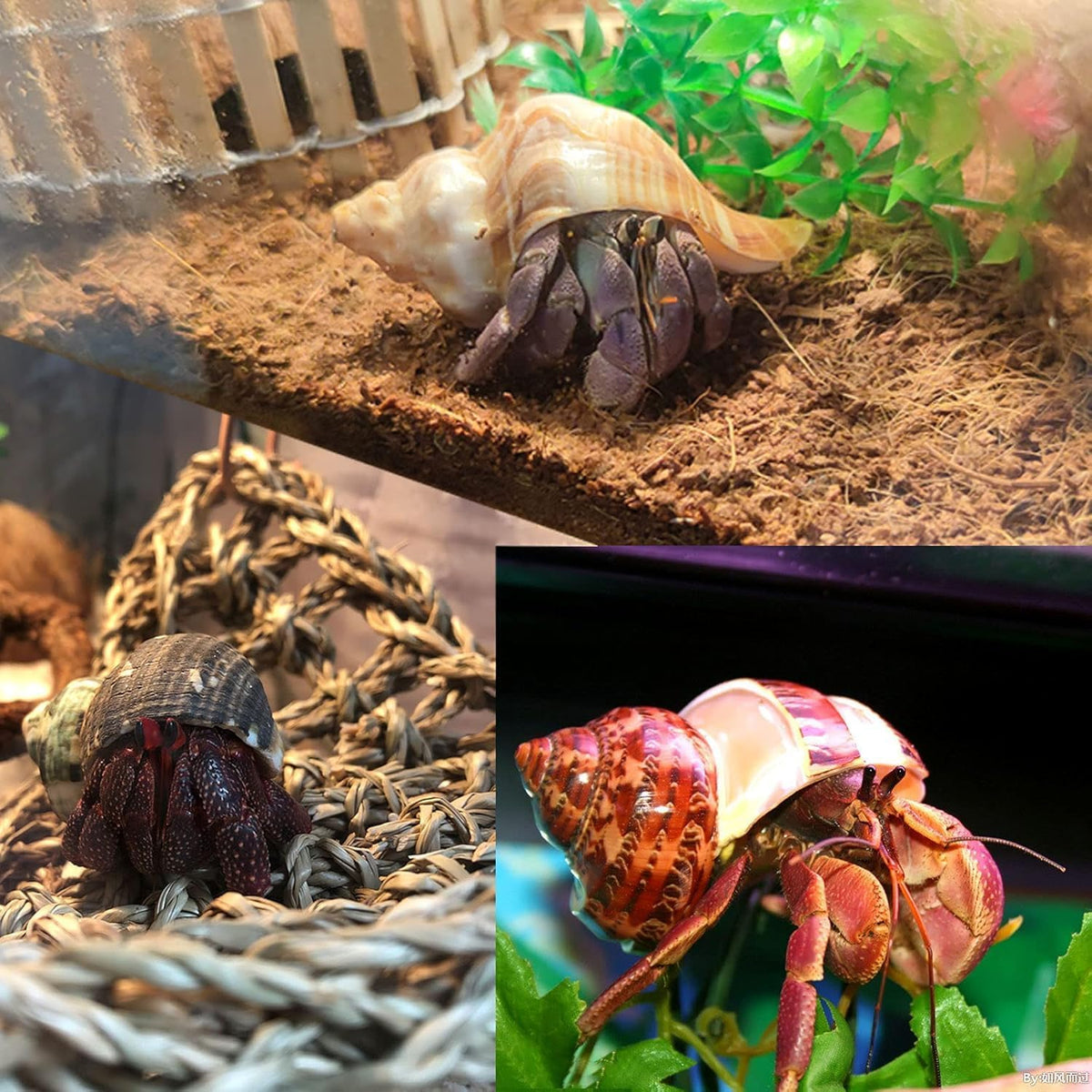 SINKOO 8PCS Hermit Crab Shells Medium to Large - image 4