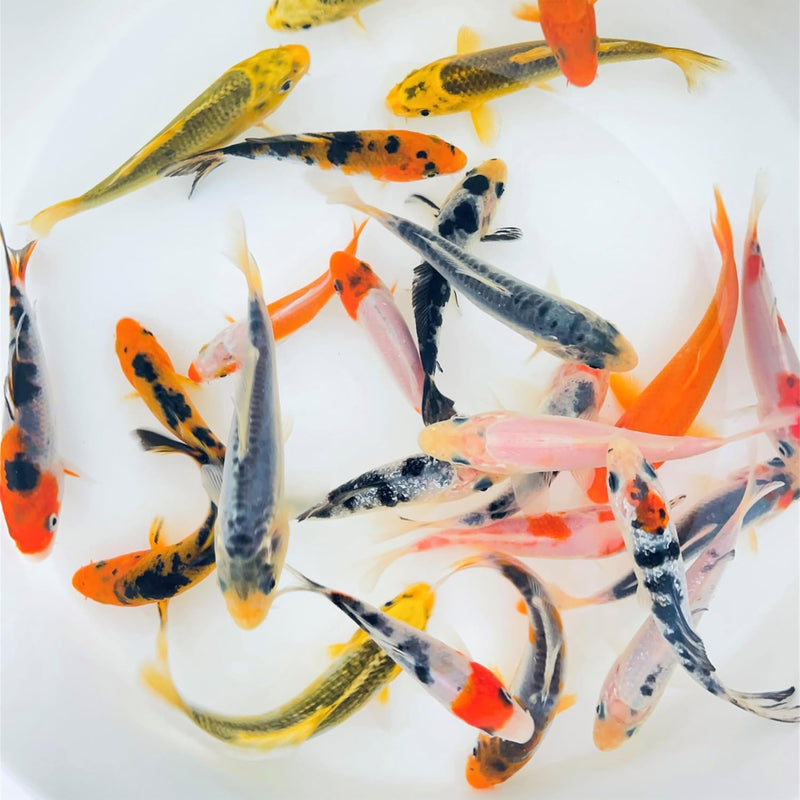 Toledo Goldfish Standard Fin Koi, Variety of Colors and Patterns - 3-4 Inches 3 Count