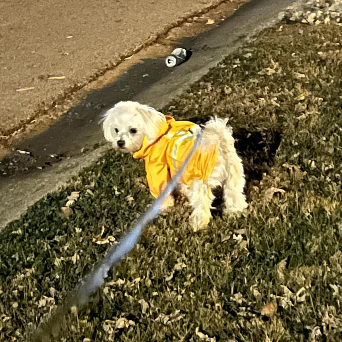 Dog Raincoats for Medium Dogs, Waterproof Rain Jacket with Hood – Essentials for Dogs - Solid Yellow / S(Back 13.2", Chest 18.5", Neck 13.9") - image 4