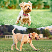 Reflective Dog Collar Padded with Soft Neoprene Breathable Quick Release Basic Dog Collars for Puppy Small Dogs Hot Pink