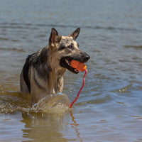 KONG Aqua Floating Fetch Toy, Natural Rubber, Orange - Large (Pack of 1) - image 2