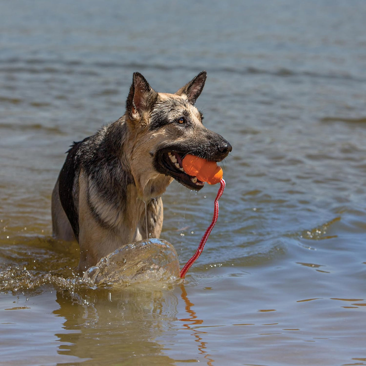 KONG Aqua Floating Fetch Toy, Natural Rubber, Orange - Large (Pack of 1) - image 2