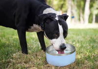 Alpine Set of 2 Stainless Steel Dog Bowls, Non Slip - 32 oz / Black/White - image 3