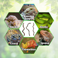 Reptile Decor 3PCS Natural Forest Branch Terrarium Habitat Decoration - XL: 3PCS (16IN) - image 3