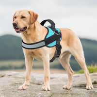 Haapaw Essential Dog Harness - L / Blue - image 3