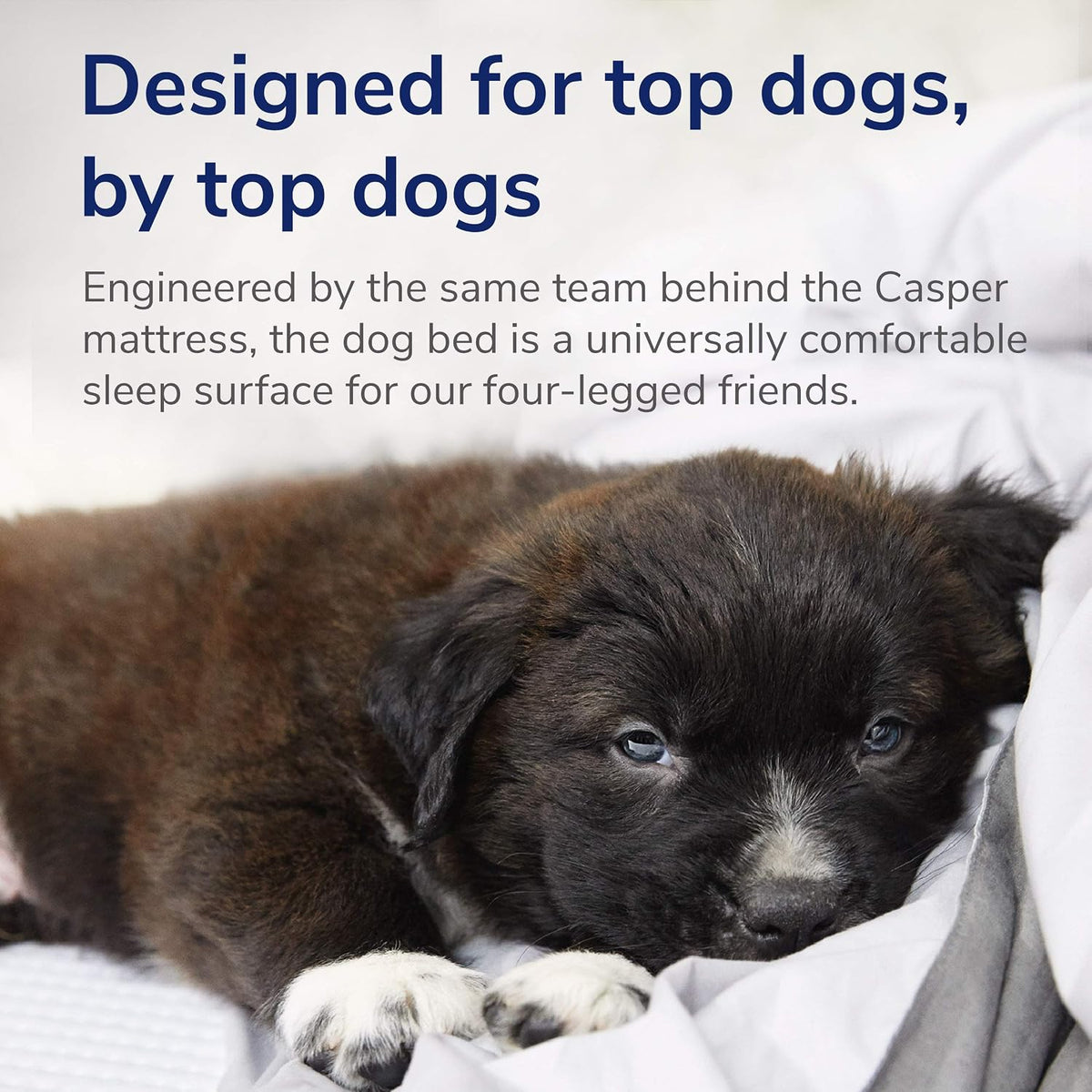 Casper Dog Bed, Plush Memory Foam - Blue / Small - image 4