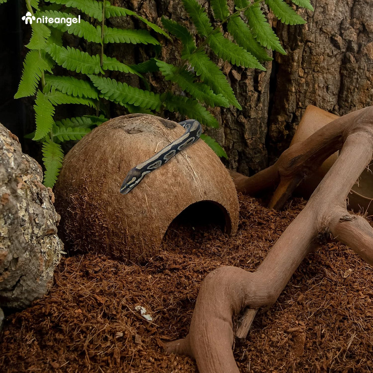 2 Pack Natural Coconut Reptile Hideouts, Lizard - Natural Surface - image 3