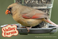 Valley Farms Cardinal Mix (10 LB) Wild Bird Food for Outside Feeders, Cardinal Bird Seed with Black Oil Sunflower Seeds and Safflower Seeds, Attract a Variety of Wild Birds